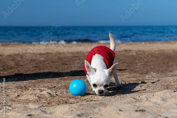 Fototapeta White chihuahua dog wearing red clothes playing with blue ball on beach