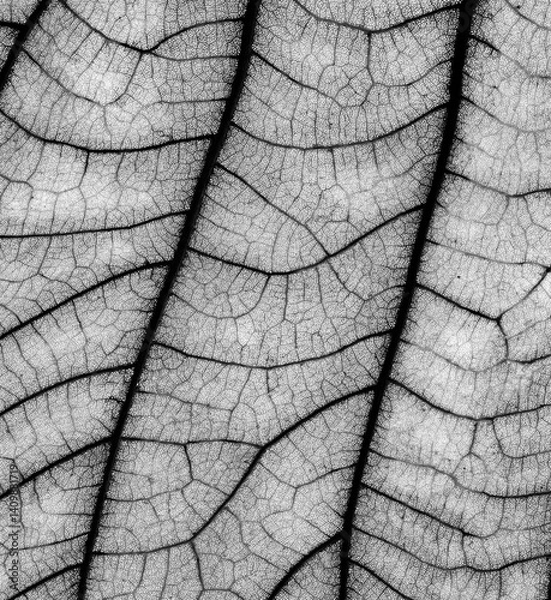 Fototapeta Black and white closeup of leaf veins and structures