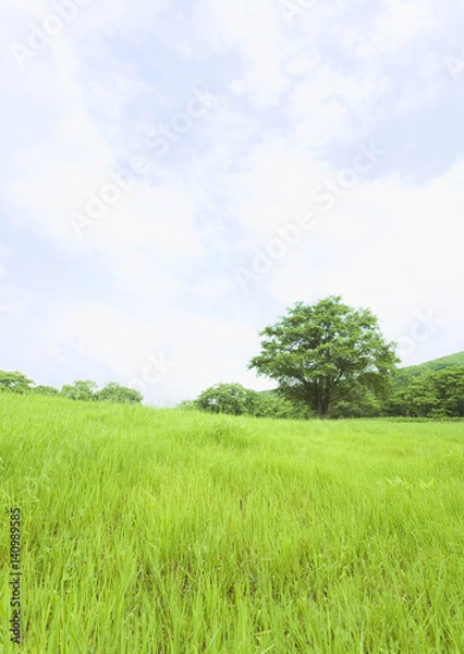 Obraz Blue sky and field of grass