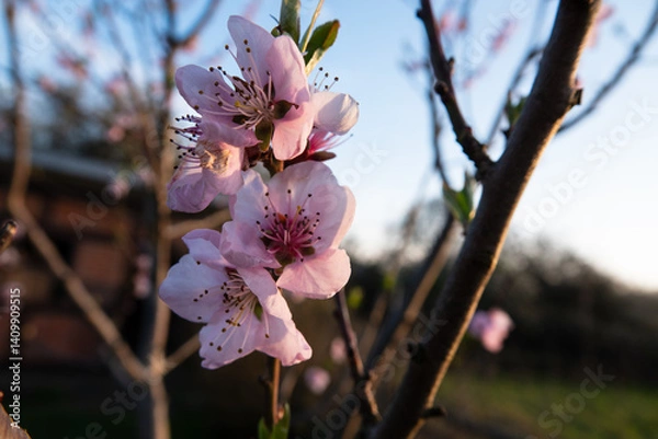Obraz Norddeutsche Kirschblüte