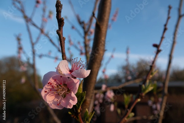 Obraz Nordische Kirschblüten - zartrosa Blüten im Frühjahr