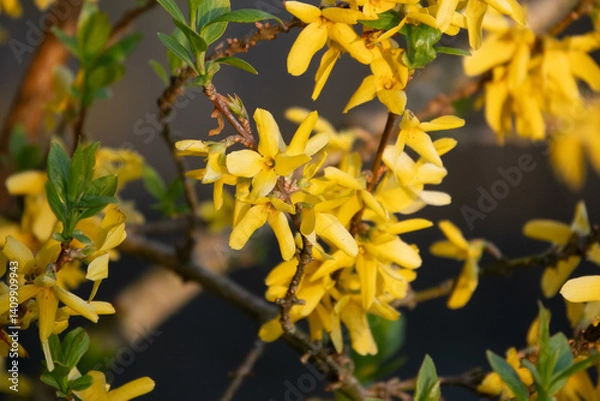 Obraz Forsythie - erste gelbe Blütenpracht im Garten