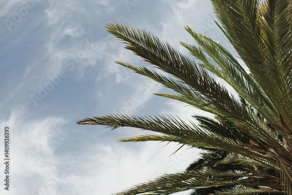 Fototapeta Close-Up of Palm Tree Leaves with Soft Lighting and Natural Tropical Aesthetic