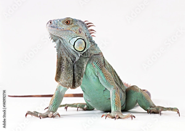 Fototapeta Zielona Iguana