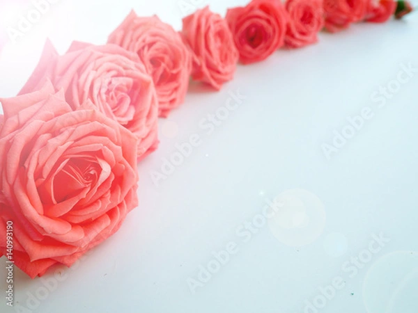 Fototapeta a range of colours, selective focus, rose, selective focus, copy space for text.