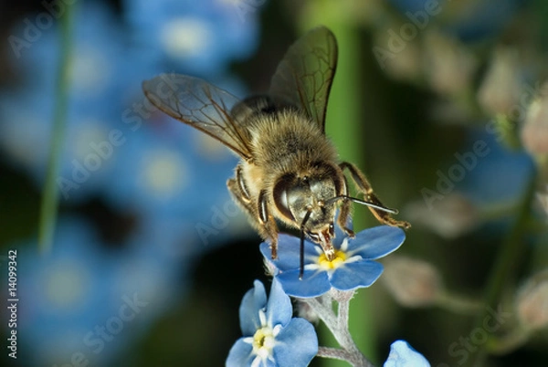Obraz Bee on the flower