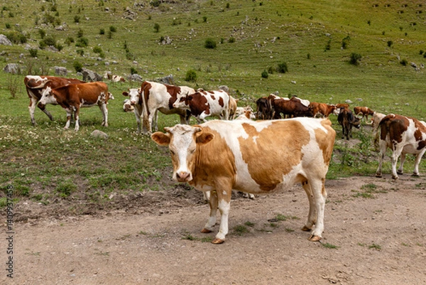 Obraz Cow on lawn. Cow grazing on green meadow. Eco farming. Cows in a mountain field. Cows on a summer pasture. Idyllic landscape with herd of cow grazing on green field with fresh grass.