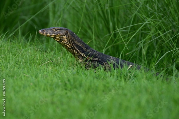 Obraz Wild  Big Lizard