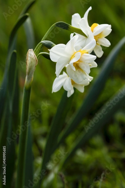 Obraz Daffodil