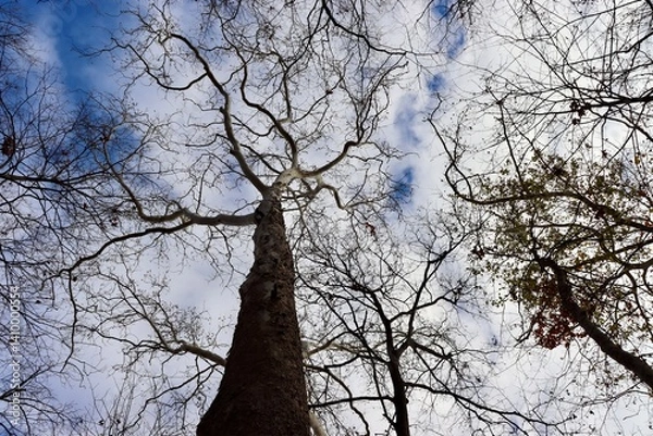 Obraz A view under the bare trees in the forest.