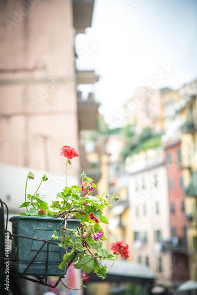 Obraz Geranium Flower Box
