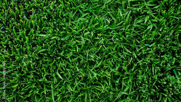 Fototapeta fresh green grass