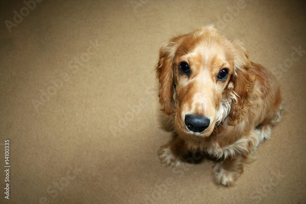 Fototapeta I've been good