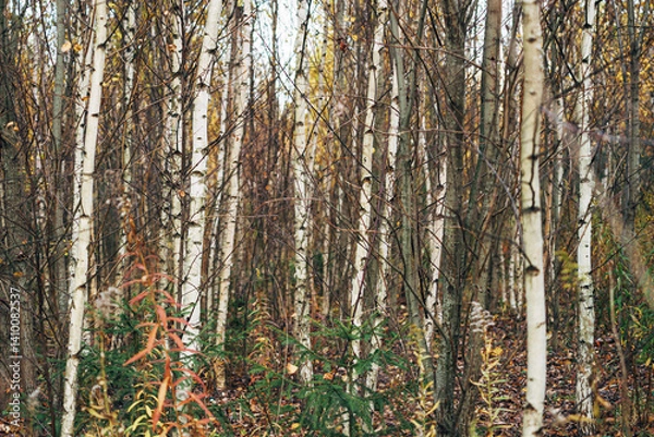 Fototapeta Young birch trees forest in autumn. Natural background with trees trunks