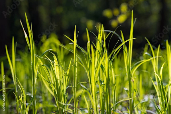 Fototapeta Fresh new young green grass grows in sunlight in spring. Natural background
