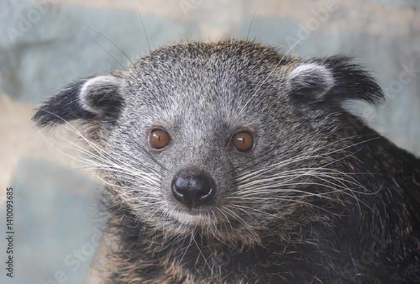 Obraz Frontal Close up of a Binturong (Arctictis binturong)