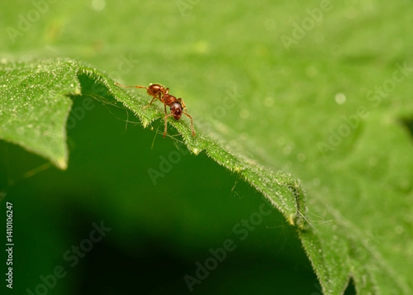 Fototapeta A red ant on the edge of a leaf