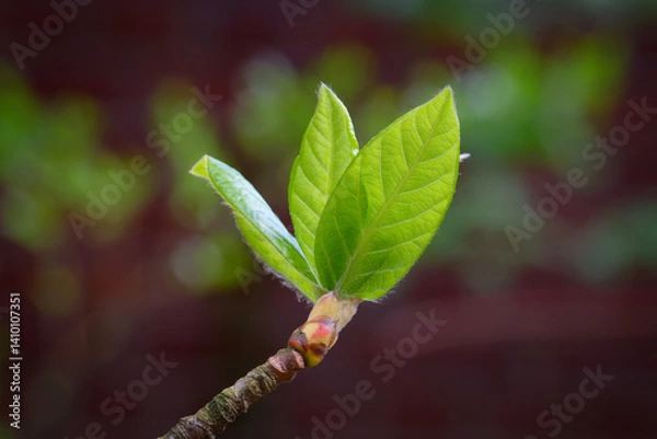 Fototapeta young fresh leaves unfold from the bud of a Nyssa sylvatica tupelo tree against a blurred brown-green background