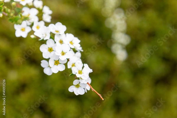 Fototapeta ユキヤナギ