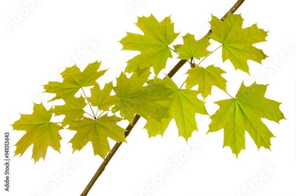 Obraz leaves of maple