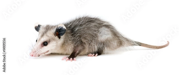 Obraz Common Opossum