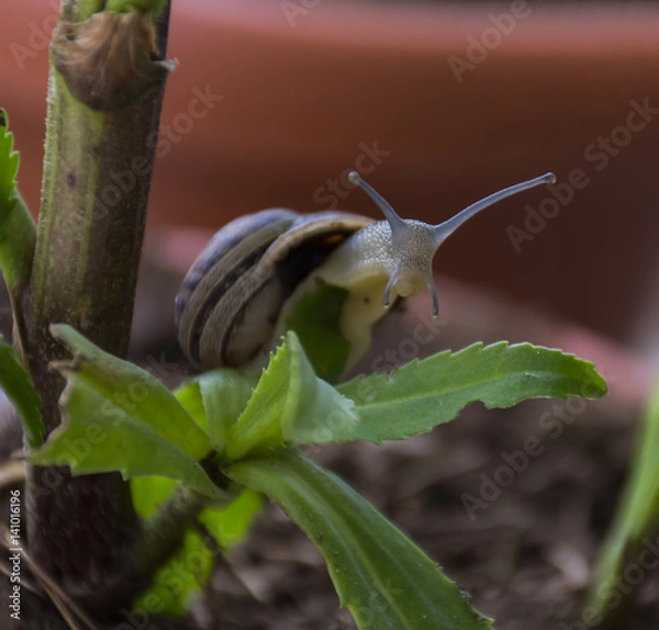 Obraz Snail