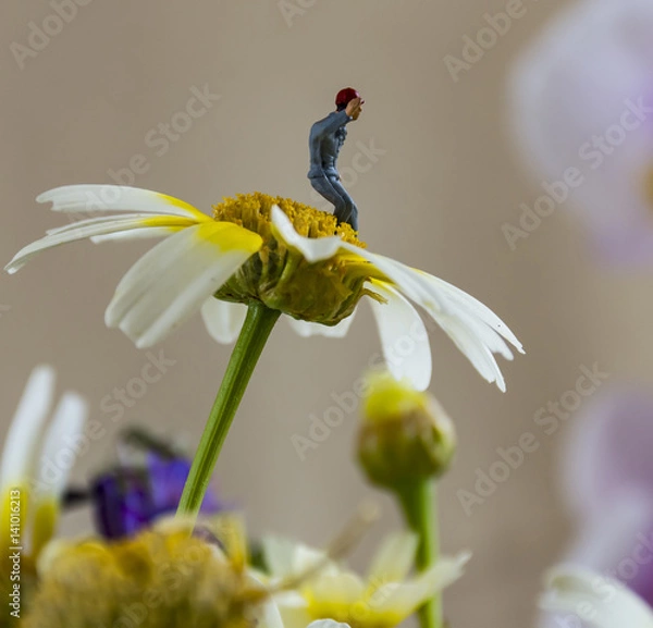 Obraz Miniature guy is walking on a daisy.