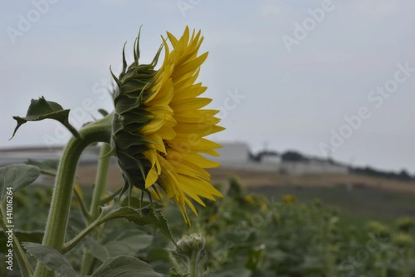 Obraz Sunflower