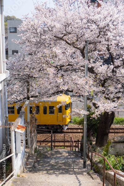 Fototapeta 尾道・春