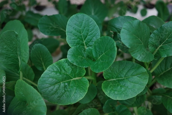 Obraz green leaves background