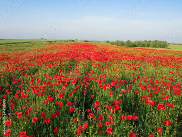 Fototapeta Poppy Field