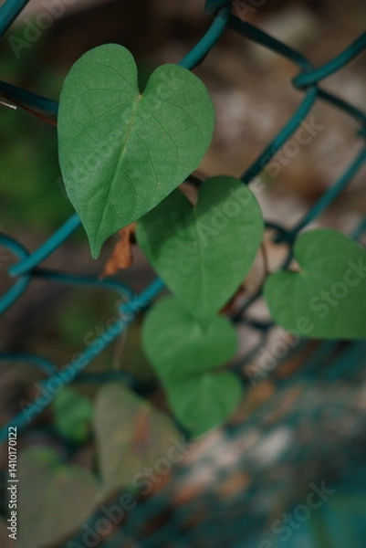 Obraz heart shaped leaves