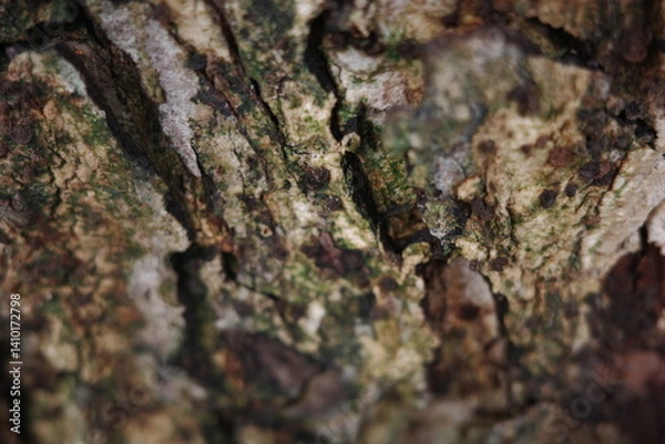 Obraz bark of a tree