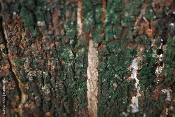 Obraz tree bark texture