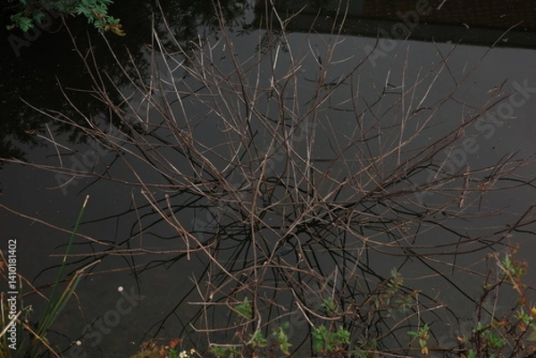 Obraz dead tree branches