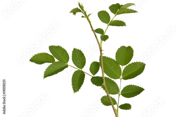 Obraz branch leaves roses