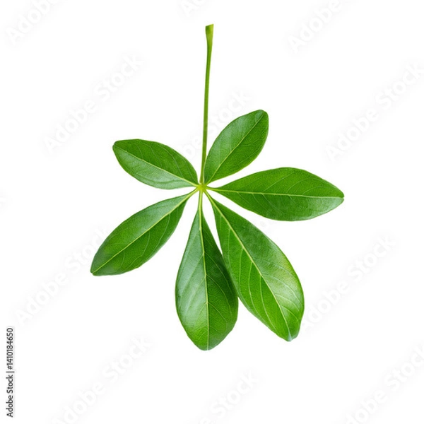 Fototapeta Fresh green Schefflera leaf isolated on transparent background with clipping path included