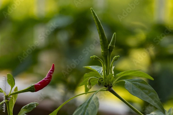 Obraz Red pepper