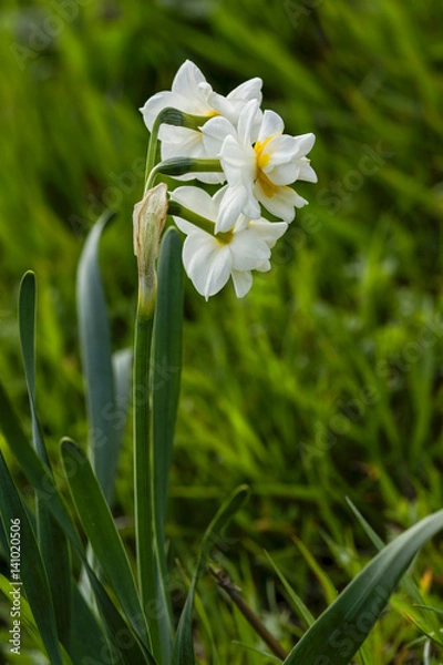Obraz Daffodils