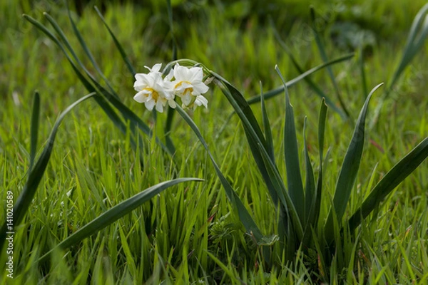 Obraz Daffodils