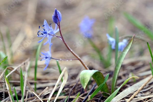 Obraz little blue flower