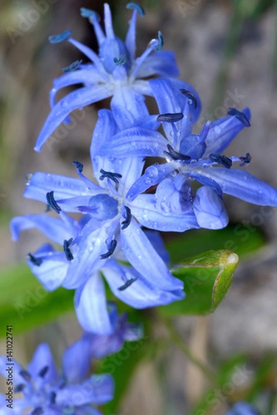 Obraz little blue flower