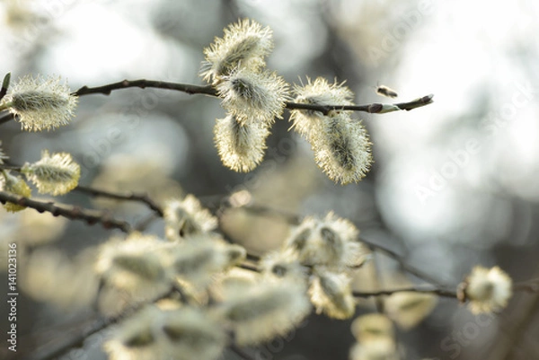 Fototapeta spring bloom