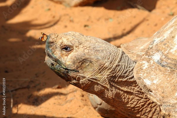 Fototapeta Aldabra giant tortoise, Geochelone gigantea and butterfly, Danaus chrysippus (Plain tiger or African monarch) sitting on its nose. Aldabra giant tortoise is one of the largest tortoises in the world