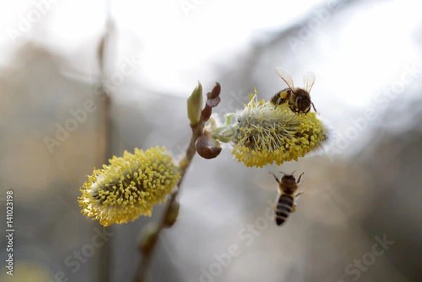 Fototapeta spring bloom