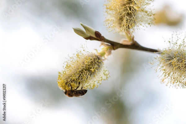 Fototapeta spring bloom