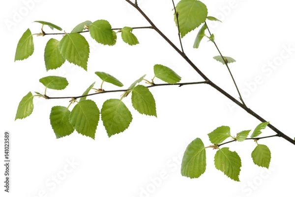 Fototapeta birch branch