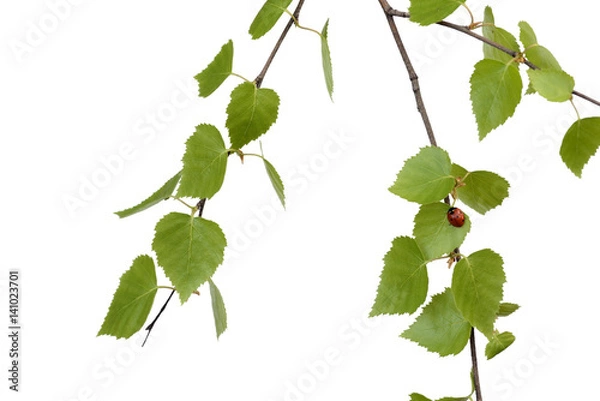 Fototapeta birch branch