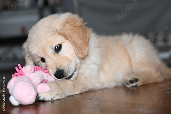 Obraz golden retriver, 2 mesi