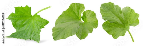Fototapeta set of zucchini leaves isolated on a white background